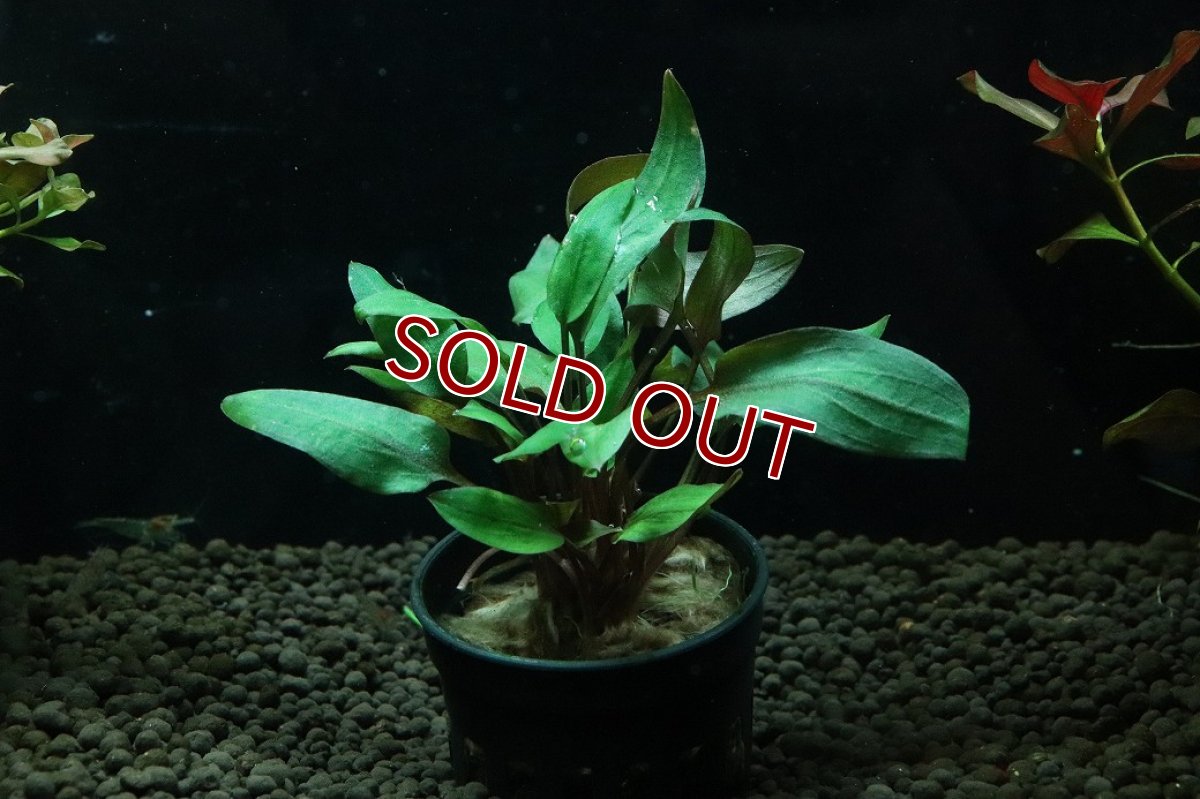 画像1: 【通販 水草】クリプトコリネ ワルケリー(輸入品)【1ポット サンプル画像】（陰性水草)（生体）（熱帯魚） (1)