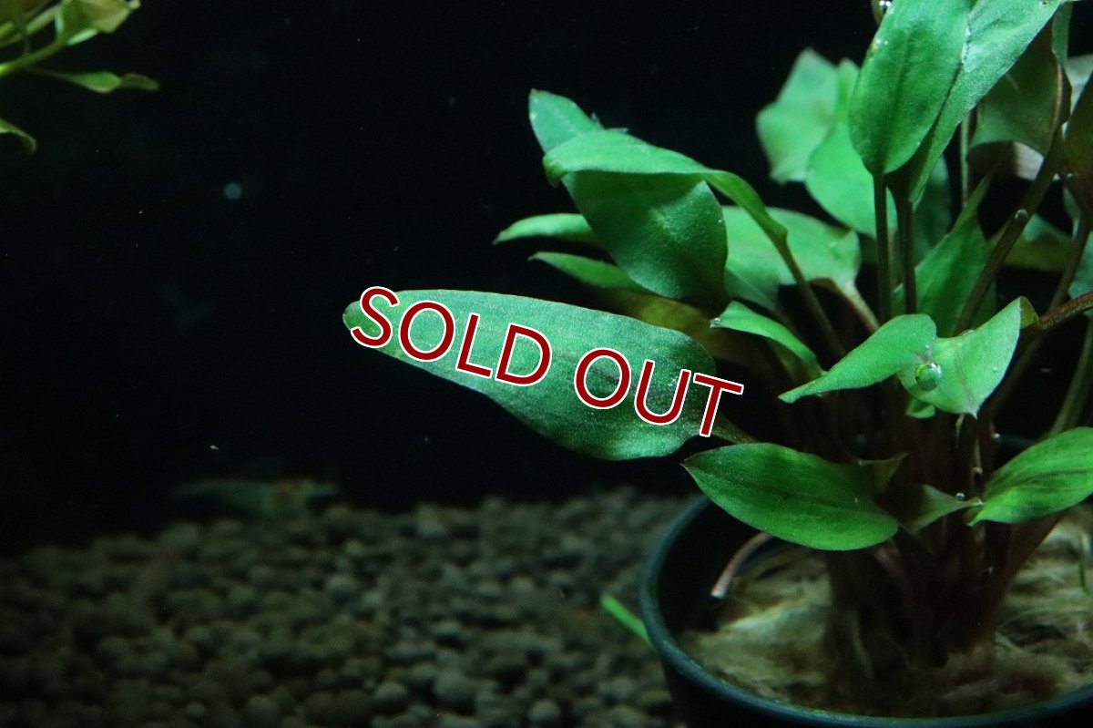 画像2: 【通販 水草】クリプトコリネ ワルケリー(輸入品)【1ポット サンプル画像】（陰性水草)（生体）（熱帯魚） (2)