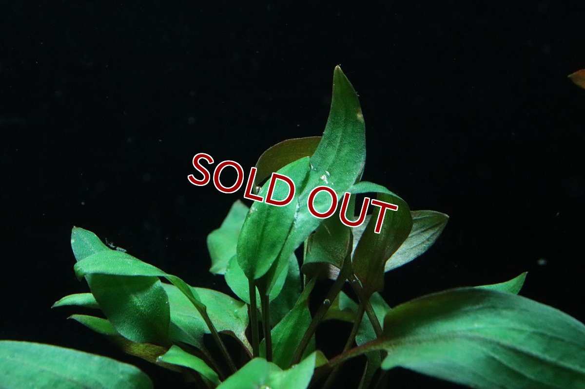 画像3: 【通販 水草】クリプトコリネ ワルケリー(輸入品)【1ポット サンプル画像】（陰性水草)（生体）（熱帯魚） (3)