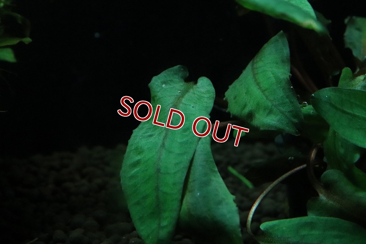 画像2: 【通販 水草】クリプトコリネ ウェンティ トロピカ(輸入品)【1ポット サンプル画像】（陰性水草)（生体）（熱帯魚） (2)