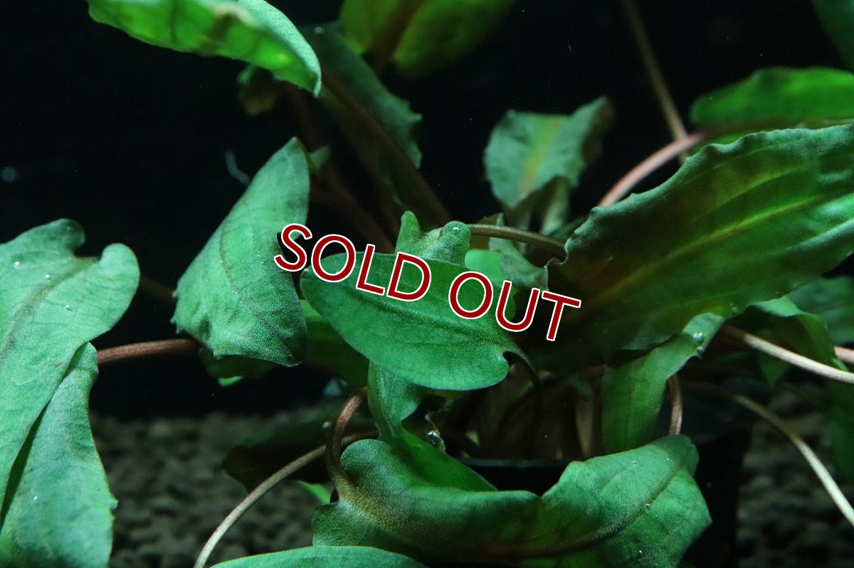 画像3: 【通販 水草】クリプトコリネ ウェンティ トロピカ(輸入品)【1ポット サンプル画像】（陰性水草)（生体）（熱帯魚） (3)