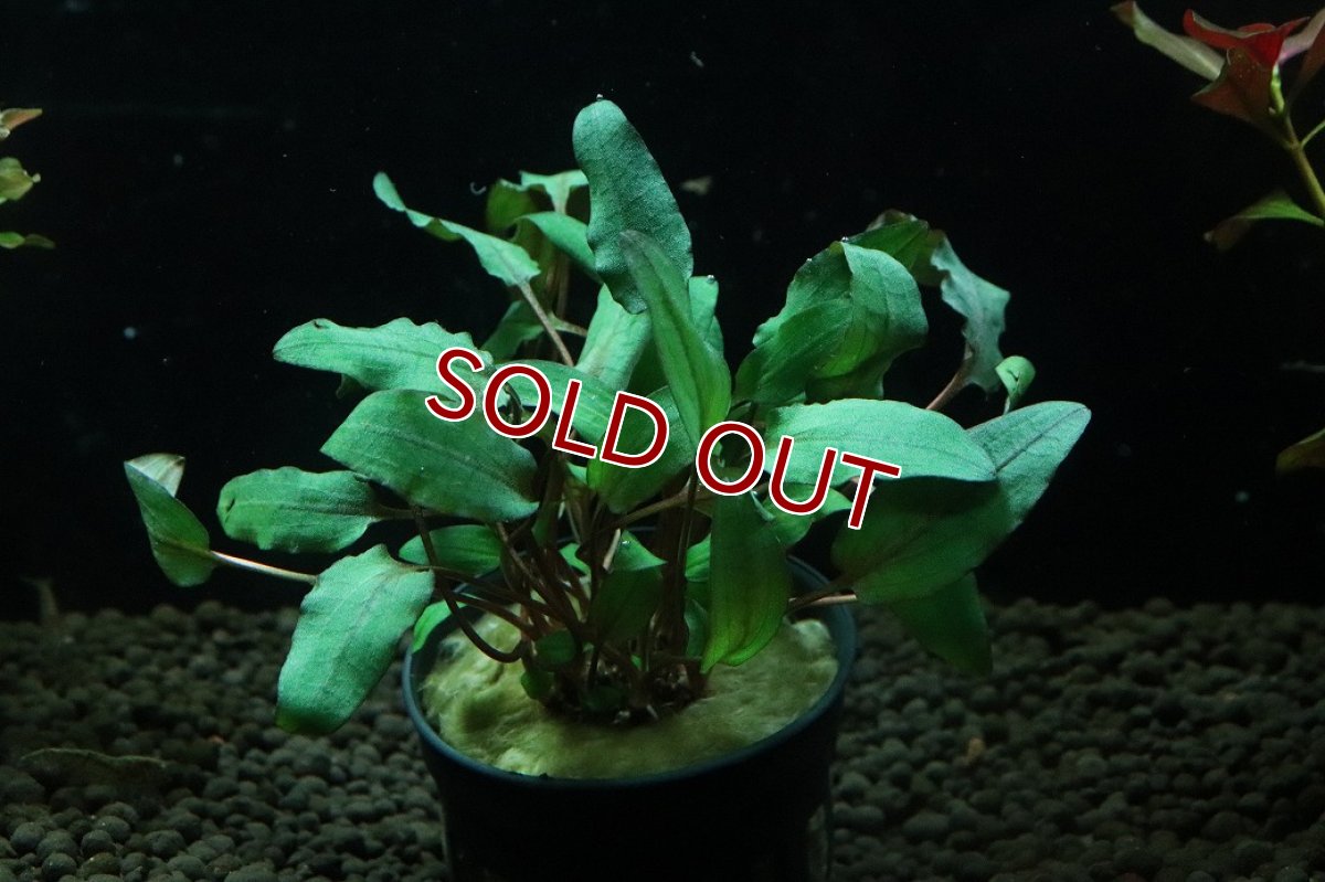 画像1: 【通販 水草】クリプトコリネ ウェンティ ブラウン(輸入品)【1ポット サンプル画像】（陰性水草)（生体）（熱帯魚） (1)