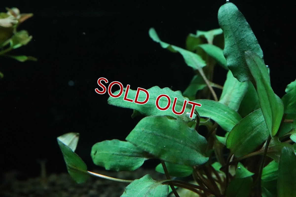 画像2: 【通販 水草】クリプトコリネ ウェンティ ブラウン(輸入品)【1ポット サンプル画像】（陰性水草)（生体）（熱帯魚） (2)