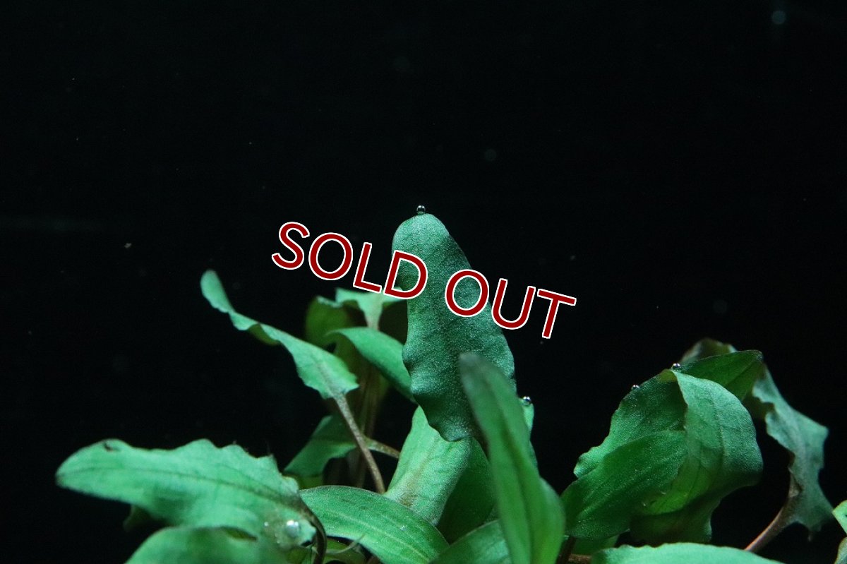 画像3: 【通販 水草】クリプトコリネ ウェンティ ブラウン(輸入品)【1ポット サンプル画像】（陰性水草)（生体）（熱帯魚） (3)