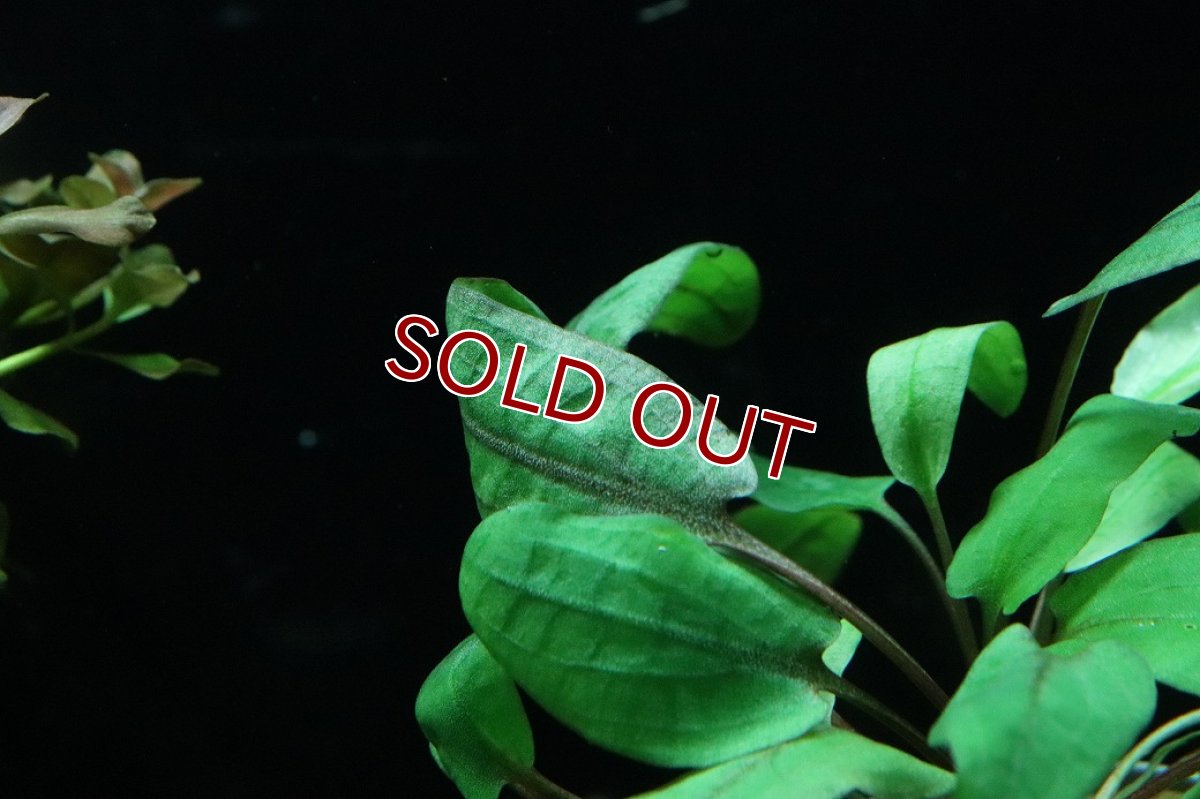 画像2: 【通販 水草】クリプトコリネ フラミンゴ(輸入品)【1ポット サンプル画像】（陰性水草)（生体）（熱帯魚） (2)