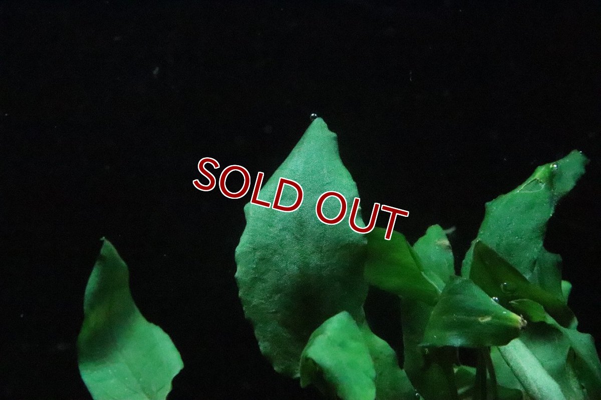 画像2: 【通販 水草】クリプトコリネ モエルマニー(輸入品)【1ポット サンプル画像】（陰性水草)（生体）（熱帯魚） (2)