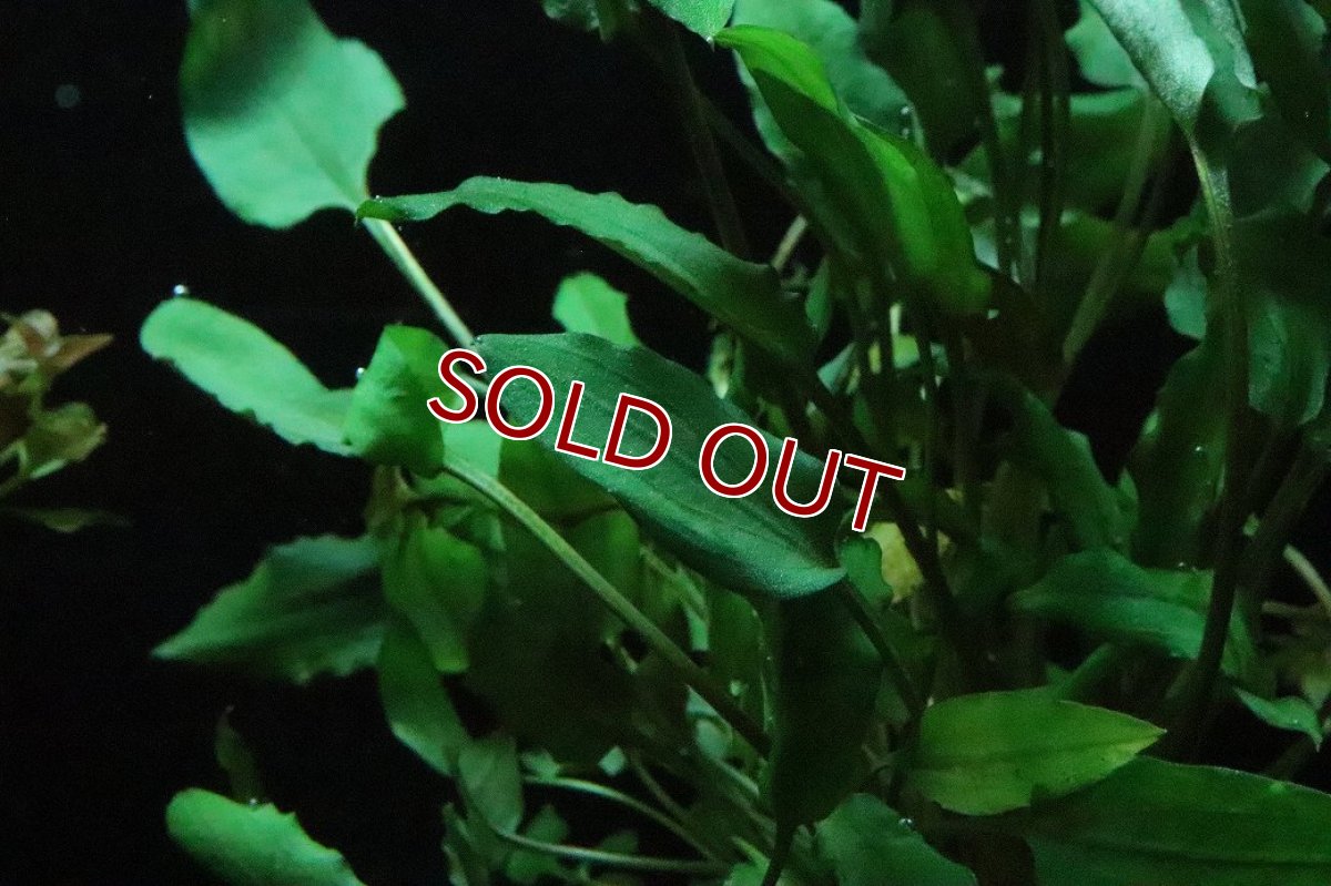 画像3: 【通販 水草】クリプトコリネ モエルマニー(輸入品)【1ポット サンプル画像】（陰性水草)（生体）（熱帯魚） (3)