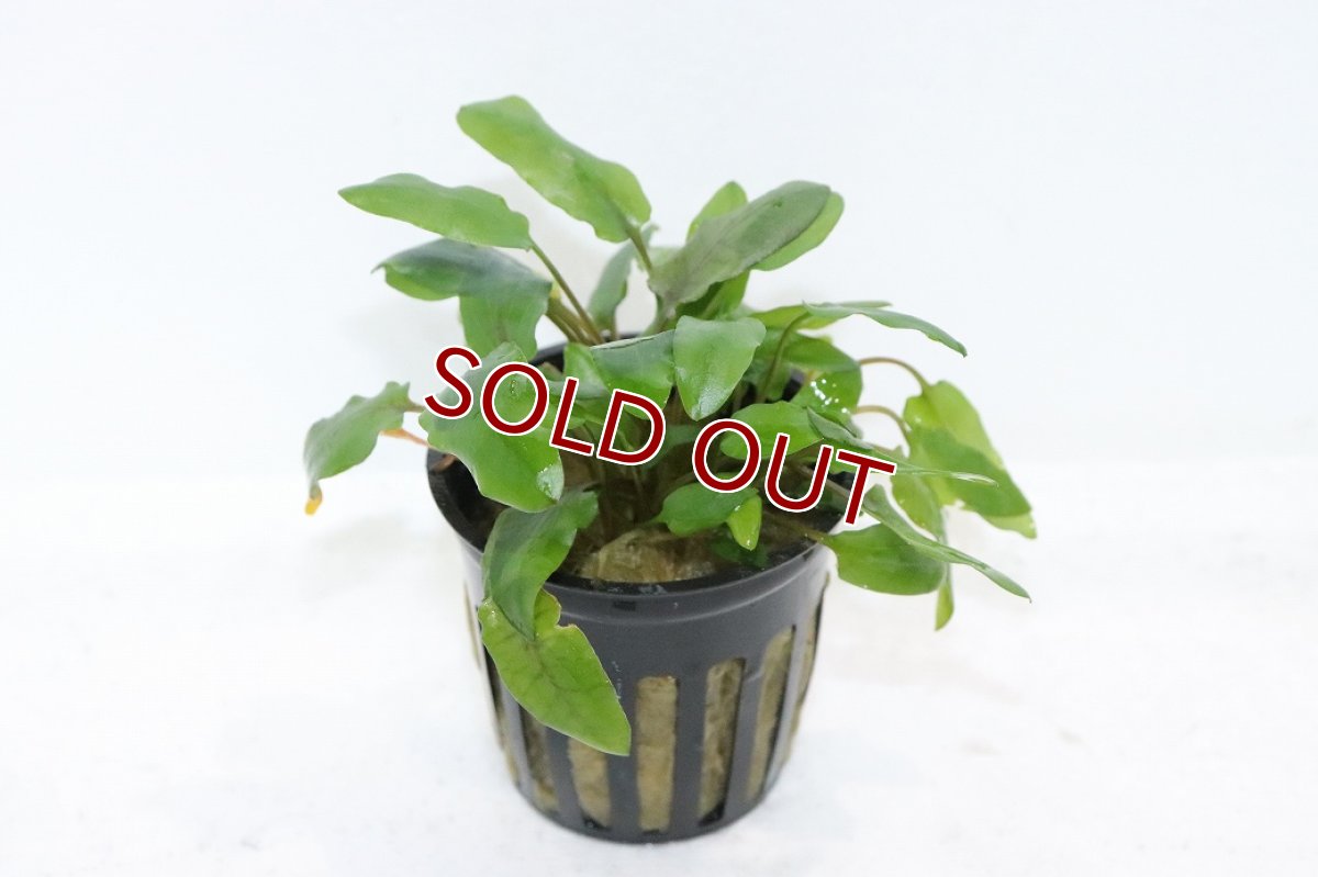 画像1: 【通販 水草】クリプトコリネ ウンティ トールフォーム(輸入品)【1ポット サンプル画像】（生体）（熱帯魚） (1)