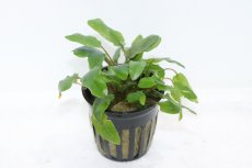 画像1: 【通販 水草】クリプトコリネ ウンティ トールフォーム(輸入品)【1ポット サンプル画像】（生体）（熱帯魚） (1)