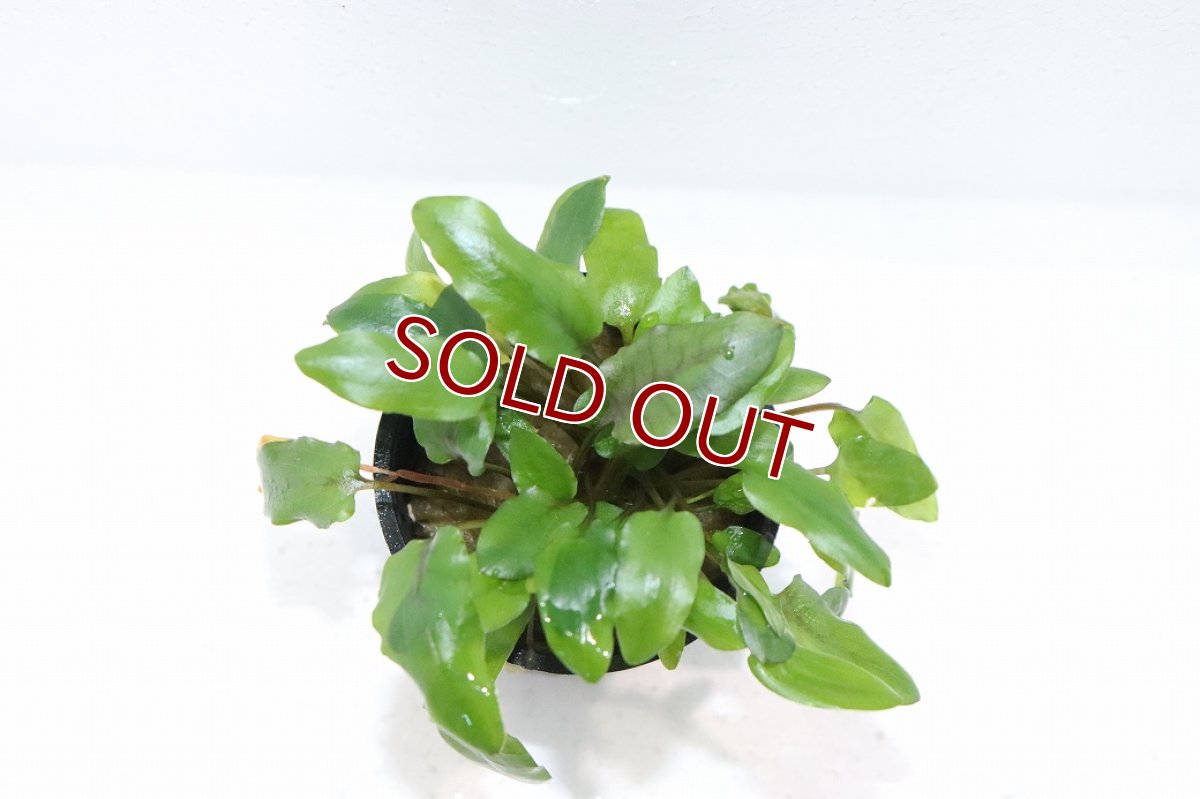 画像2: 【通販 水草】クリプトコリネ ウンティ トールフォーム(輸入品)【1ポット サンプル画像】（生体）（熱帯魚） (2)