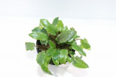 画像2: 【通販 水草】クリプトコリネ ウンティ トールフォーム(輸入品)【1ポット サンプル画像】（生体）（熱帯魚） (2)