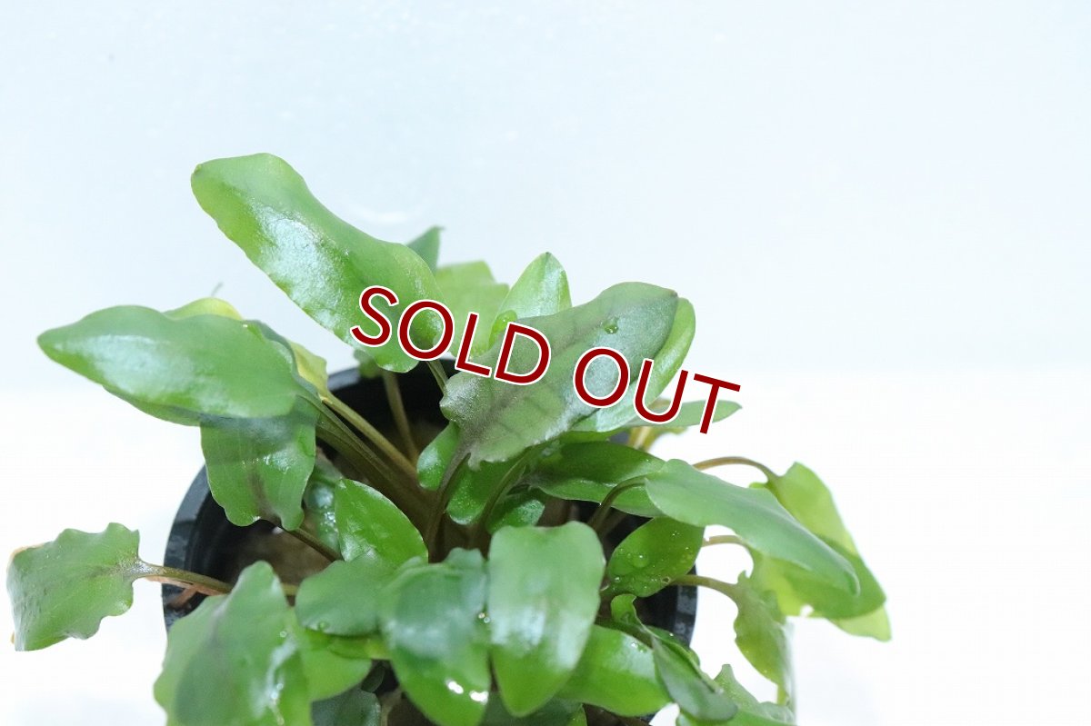 画像3: 【通販 水草】クリプトコリネ ウンティ トールフォーム(輸入品)【1ポット サンプル画像】（生体）（熱帯魚） (3)