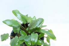 画像3: 【通販 水草】クリプトコリネ ウンティ トールフォーム(輸入品)【1ポット サンプル画像】（生体）（熱帯魚） (3)