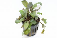 画像1: 【通販 水草】クリプトコリネ ベケティー(輸入品)【1ポット サンプル画像】（生体）（熱帯魚） (1)