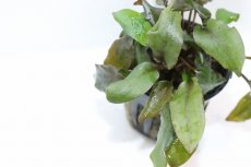 画像2: 【通販 水草】クリプトコリネ ベケティー(輸入品)【1ポット サンプル画像】（生体）（熱帯魚） (2)