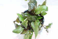 画像3: 【通販 水草】クリプトコリネ ベケティー(輸入品)【1ポット サンプル画像】（生体）（熱帯魚） (3)