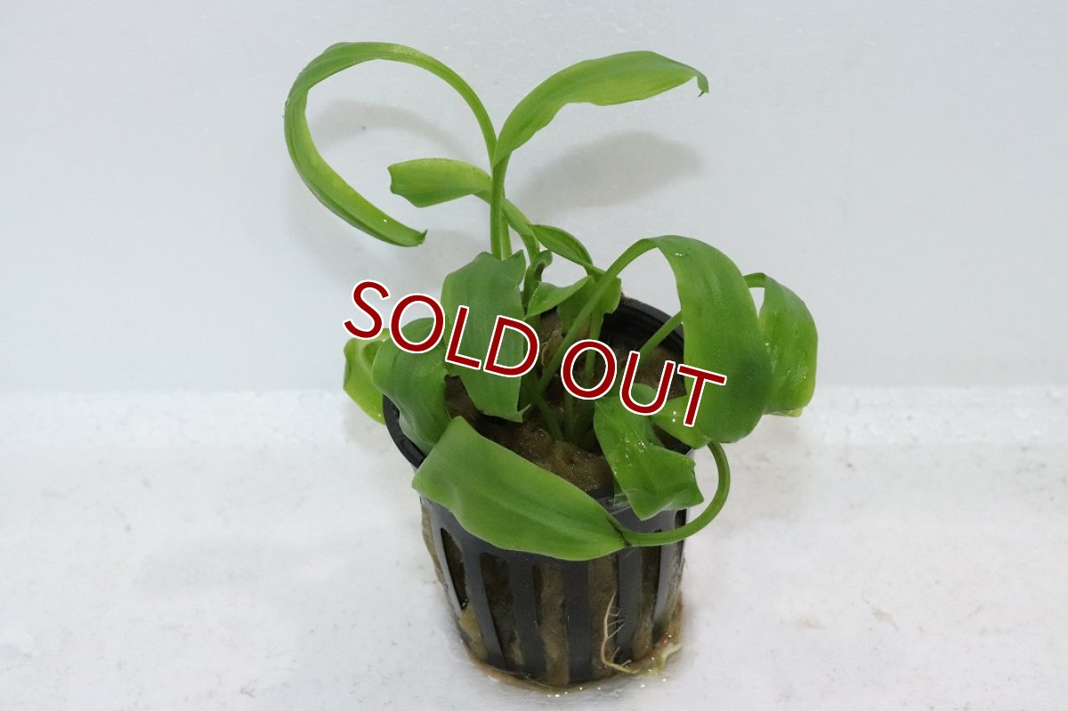 画像1: 【通販 水草】クリプトコリネ コグナタ(輸入品)【1ポット サンプル画像】（生体）（熱帯魚） (1)