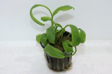画像1: 【通販 水草】クリプトコリネ コグナタ(輸入品)【1ポット サンプル画像】（生体）（熱帯魚） (1)
