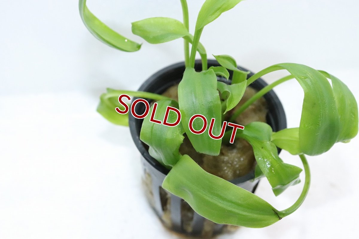 画像2: 【通販 水草】クリプトコリネ コグナタ(輸入品)【1ポット サンプル画像】（生体）（熱帯魚） (2)