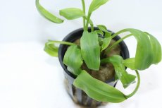 画像2: 【通販 水草】クリプトコリネ コグナタ(輸入品)【1ポット サンプル画像】（生体）（熱帯魚） (2)