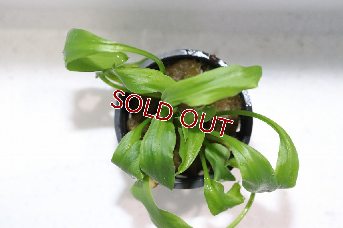 画像3: 【通販 水草】クリプトコリネ コグナタ(輸入品)【1ポット サンプル画像】（生体）（熱帯魚） (3)