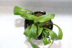 画像3: 【通販 水草】クリプトコリネ コグナタ(輸入品)【1ポット サンプル画像】（生体）（熱帯魚） (3)