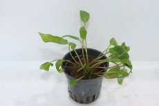 画像1: 【通販 水草】クリプトコリネ アフィニス(輸入品)【1ポット サンプル画像】（生体）（熱帯魚） (1)