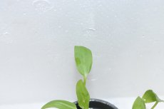 画像2: 【通販 水草】クリプトコリネ アフィニス(輸入品)【1ポット サンプル画像】（生体）（熱帯魚） (2)