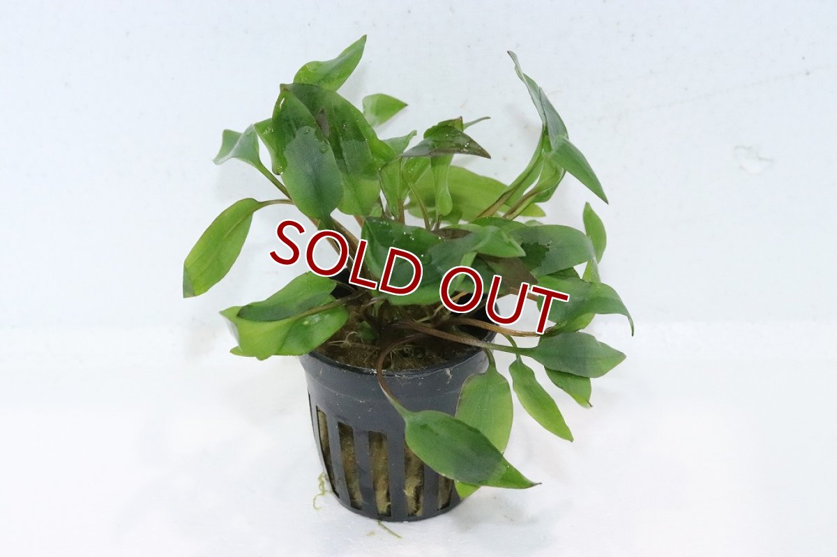 画像1: 【30%OFF対象商品30周年セール 水草】【通販 水草】クリプトコリネ アフィニス レッド(輸入品)【1ポット サンプル画像】（陰性水草)（生体）（熱帯魚） (1)