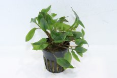 画像1: 【通販 水草】クリプトコリネ アフィニス レッド(輸入品)【1ポット サンプル画像】（陰性水草)（生体）（熱帯魚） (1)