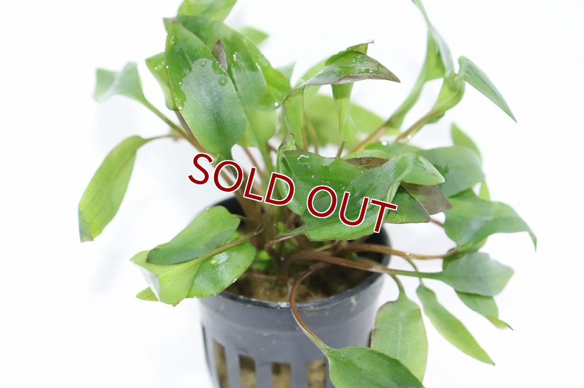 画像2: 【30%OFF対象商品30周年セール 水草】【通販 水草】クリプトコリネ アフィニス レッド(輸入品)【1ポット サンプル画像】（陰性水草)（生体）（熱帯魚） (2)