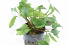 画像2: 【通販 水草】クリプトコリネ アフィニス レッド(輸入品)【1ポット サンプル画像】（陰性水草)（生体）（熱帯魚） (2)