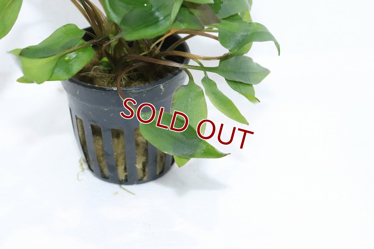 画像3: 【30%OFF対象商品30周年セール 水草】【通販 水草】クリプトコリネ アフィニス レッド(輸入品)【1ポット サンプル画像】（陰性水草)（生体）（熱帯魚） (3)