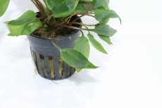 画像3: 【通販 水草】クリプトコリネ アフィニス レッド(輸入品)【1ポット サンプル画像】（陰性水草)（生体）（熱帯魚） (3)