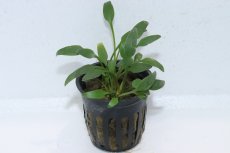 画像1: 【通販 水草】クリプトコリネ ウィリシー(輸入品)【1ポット サンプル画像】（陰性水草)（生体）（熱帯魚） (1)