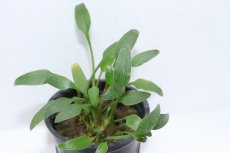 画像2: 【通販 水草】クリプトコリネ ウィリシー(輸入品)【1ポット サンプル画像】（陰性水草)（生体）（熱帯魚） (2)