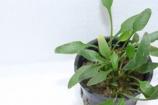 画像3: 【通販 水草】クリプトコリネ ウィリシー(輸入品)【1ポット サンプル画像】（陰性水草)（生体）（熱帯魚） (3)