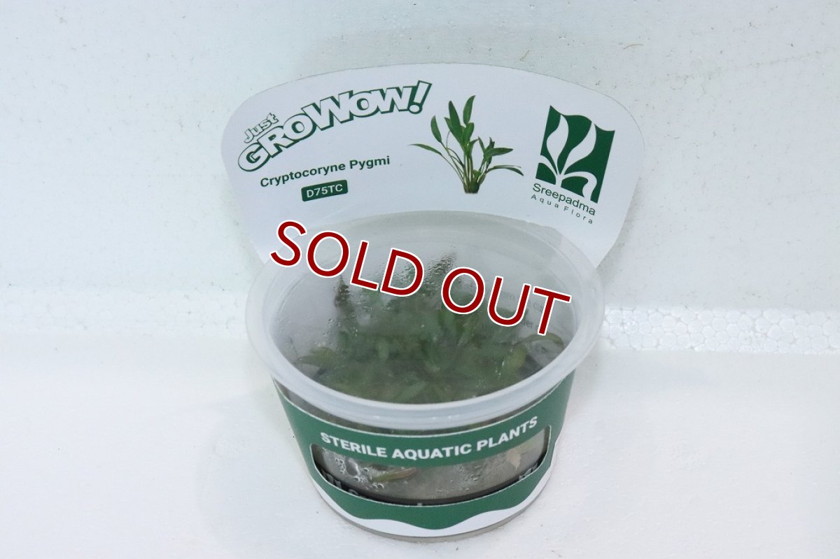 画像1: 【通販 水草】(組織培養)クリプトコリネ パルバ(無農薬)【1カップ サンプル画像】（陰性水草)（生体）（熱帯魚） (1)