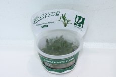 画像1: 【通販 水草】(組織培養)クリプトコリネ パルバ(無農薬)【1カップ サンプル画像】（陰性水草)（生体）（熱帯魚） (1)