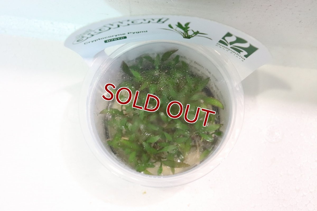 画像2: 【通販 水草】(組織培養)クリプトコリネ パルバ(無農薬)【1カップ サンプル画像】（陰性水草)（生体）（熱帯魚） (2)