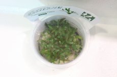 画像2: 【通販 水草】(組織培養)クリプトコリネ パルバ(無農薬)【1カップ サンプル画像】（陰性水草)（生体）（熱帯魚） (2)