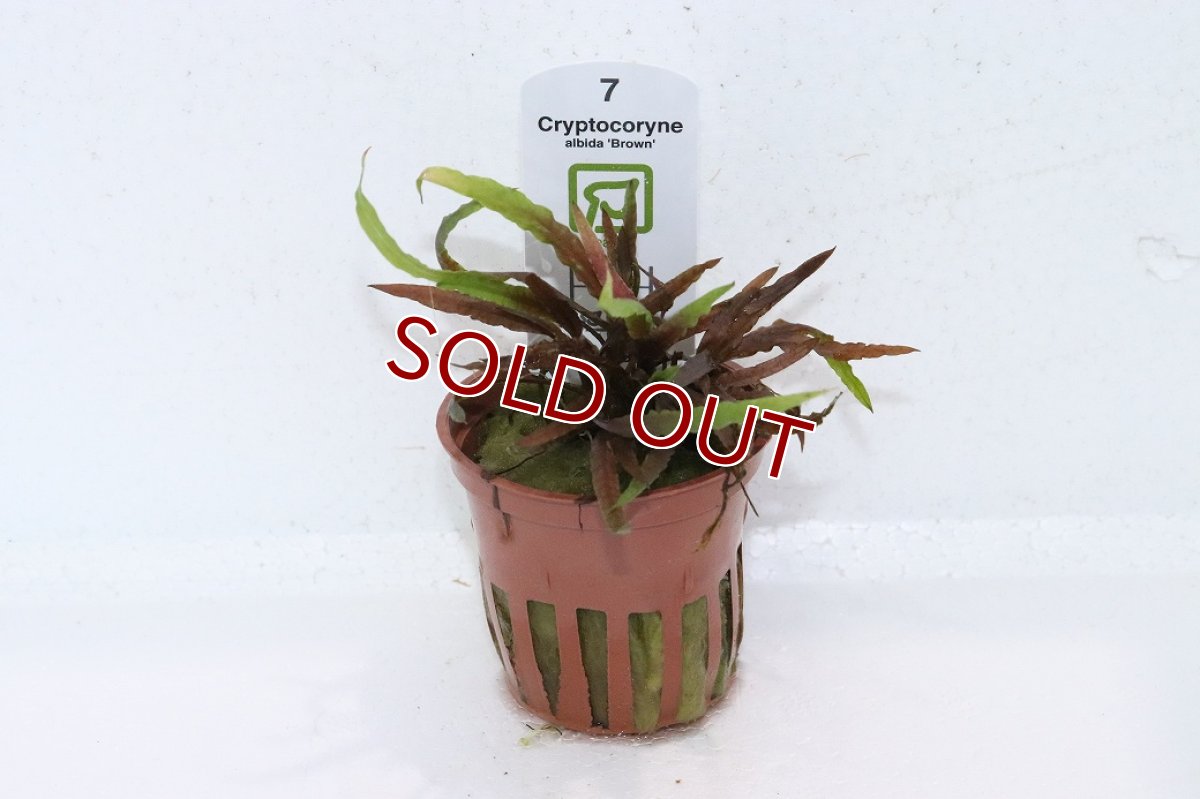 画像1: 【30%OFF対象商品30周年セール 水草】【通販 水草】クリプトコリネ アルビダ ブラウン(無農薬)【1ポット サンプル画像】（陰性水草)（生体）（熱帯魚） (1)