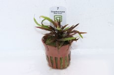 画像1: 【通販 水草】クリプトコリネ アルビダ ブラウン(無農薬)【1ポット サンプル画像】（陰性水草)（生体）（熱帯魚） (1)