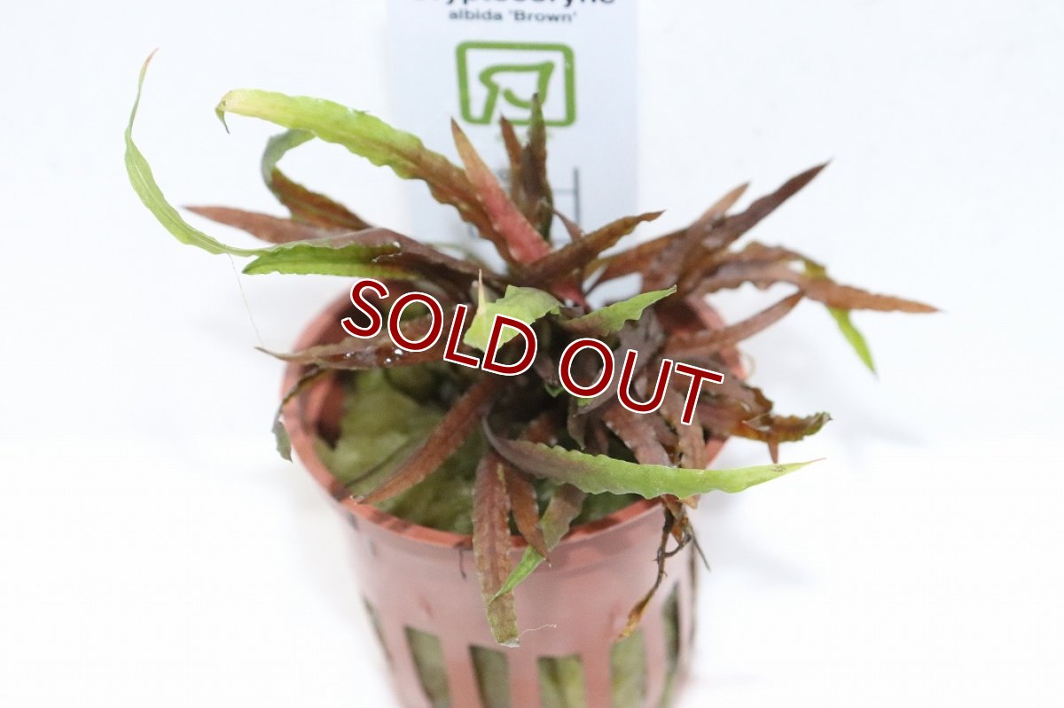 画像2: 【30%OFF対象商品30周年セール 水草】【通販 水草】クリプトコリネ アルビダ ブラウン(無農薬)【1ポット サンプル画像】（陰性水草)（生体）（熱帯魚） (2)