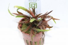 画像2: 【通販 水草】クリプトコリネ アルビダ ブラウン(無農薬)【1ポット サンプル画像】（陰性水草)（生体）（熱帯魚） (2)