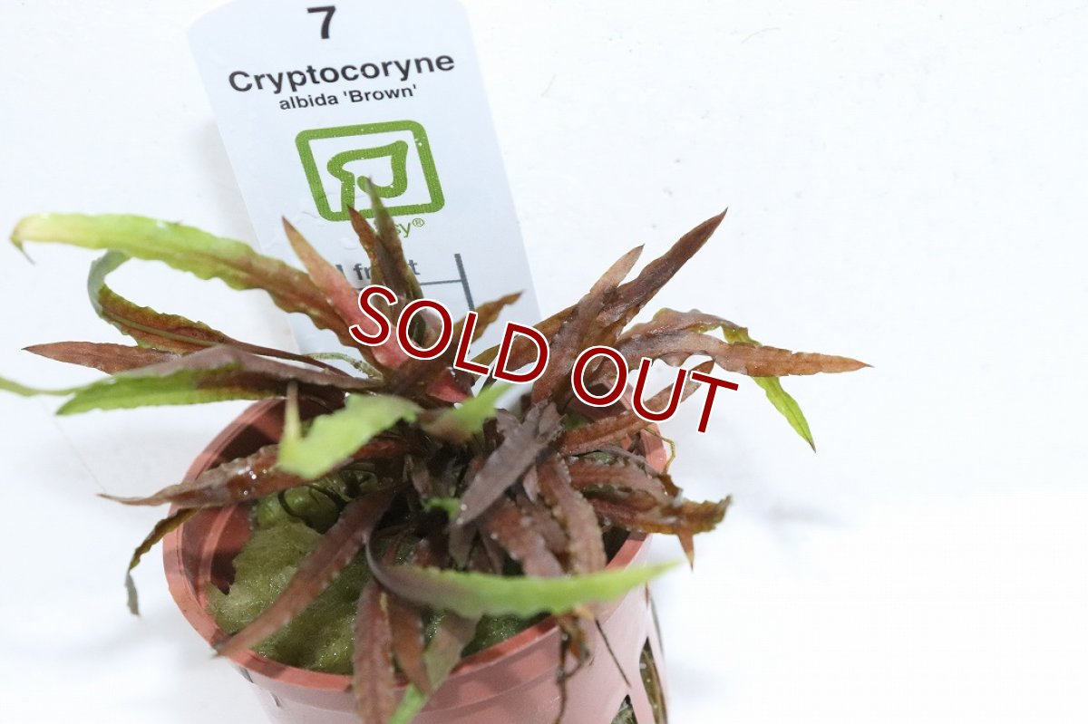画像3: 【30%OFF対象商品30周年セール 水草】【通販 水草】クリプトコリネ アルビダ ブラウン(無農薬)【1ポット サンプル画像】（陰性水草)（生体）（熱帯魚） (3)