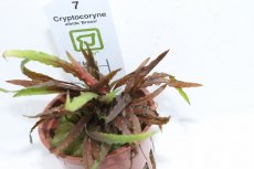 画像3: 【通販 水草】クリプトコリネ アルビダ ブラウン(無農薬)【1ポット サンプル画像】（陰性水草)（生体）（熱帯魚） (3)