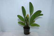 画像1: 【通販 水草】エキノドルス スペクトラ(輸入品)【1ポット サンプル画像】（陰性水草)（生体）（熱帯魚） (1)