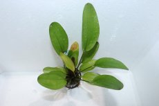 画像2: 【通販 水草】エキノドルス スペクトラ(輸入品)【1ポット サンプル画像】（陰性水草)（生体）（熱帯魚） (2)