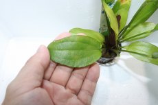 画像3: 【通販 水草】エキノドルス スペクトラ(輸入品)【1ポット サンプル画像】（陰性水草)（生体）（熱帯魚） (3)